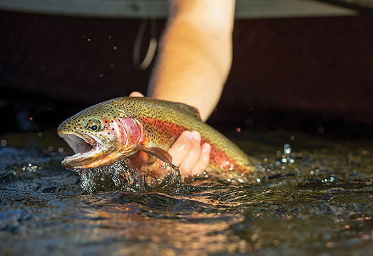 Trout Time! - Scott Haugen