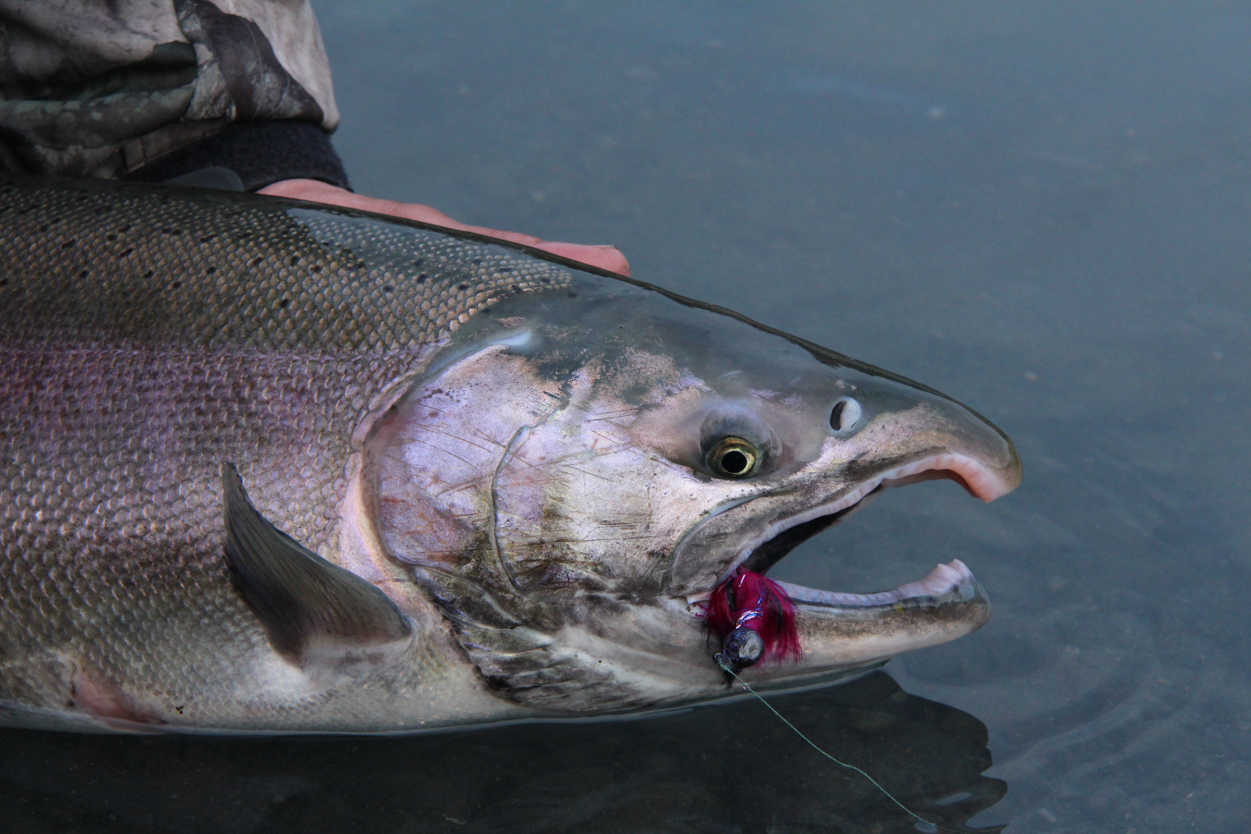 The Differences Between Coho Salmon and Silver Salmon: A Comprehensive Guide