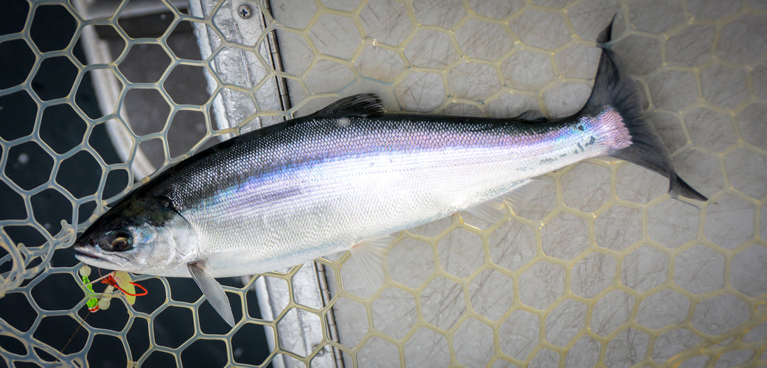 All About Kokanee by Jason Brooks