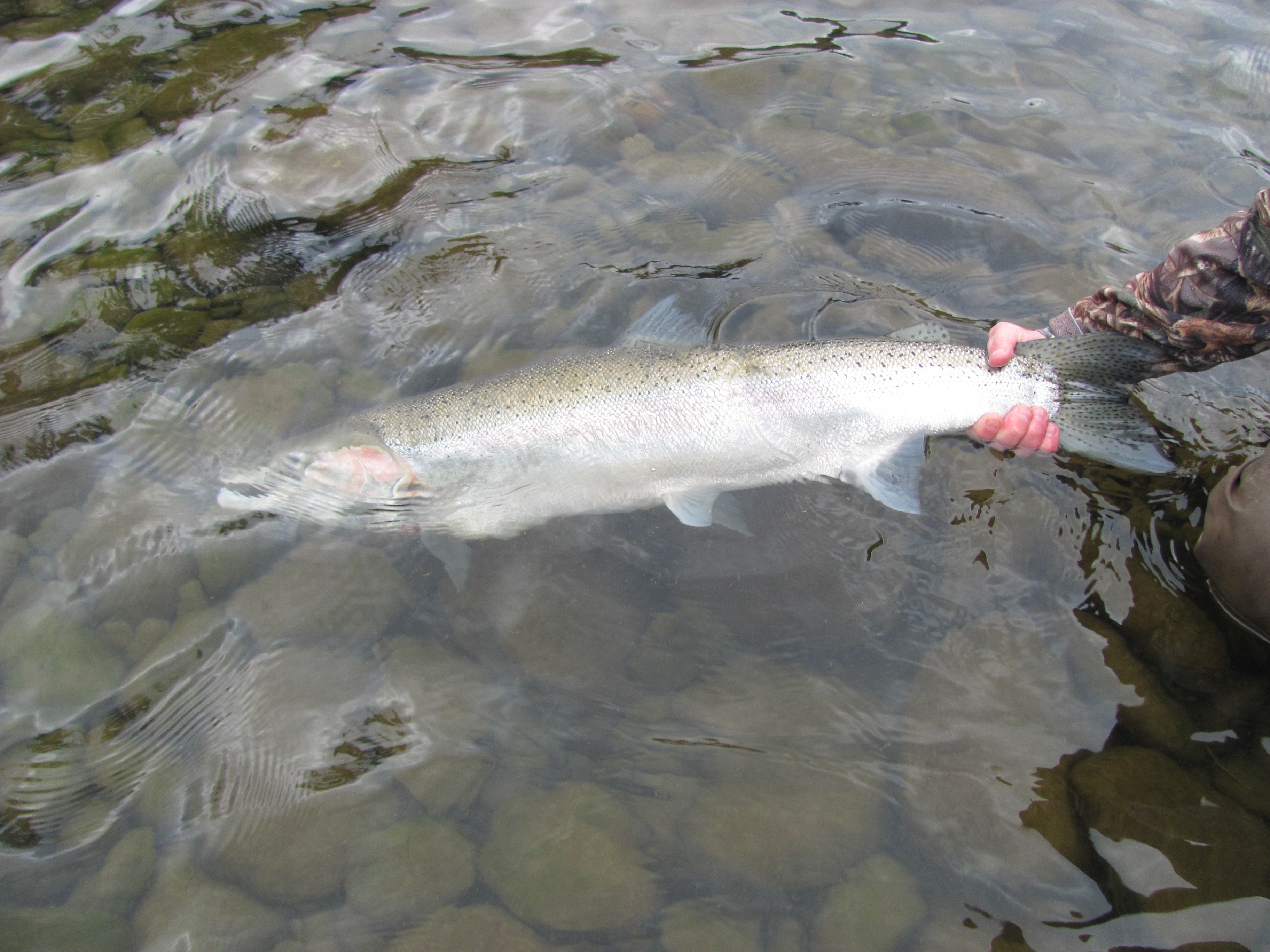 The Big Ones by Nick Amato – Salmon Trout Steelheader