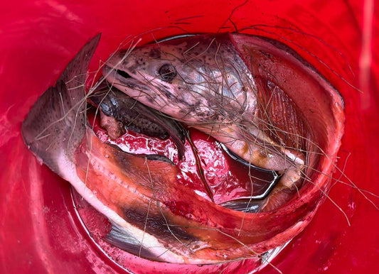 Respecting the Catch Crafting Soil Fertility from Fish Carcasses - Sharon Trammell