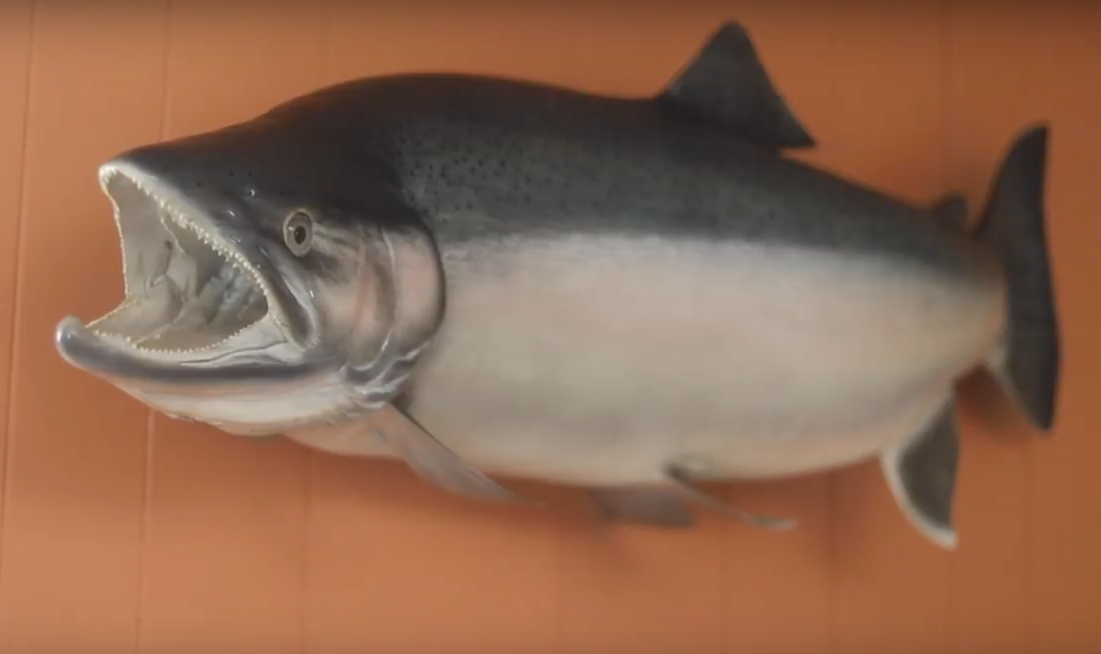 Oregon State Record Steelhead (The Story of the Catch) – Salmon Trout  Steelheader