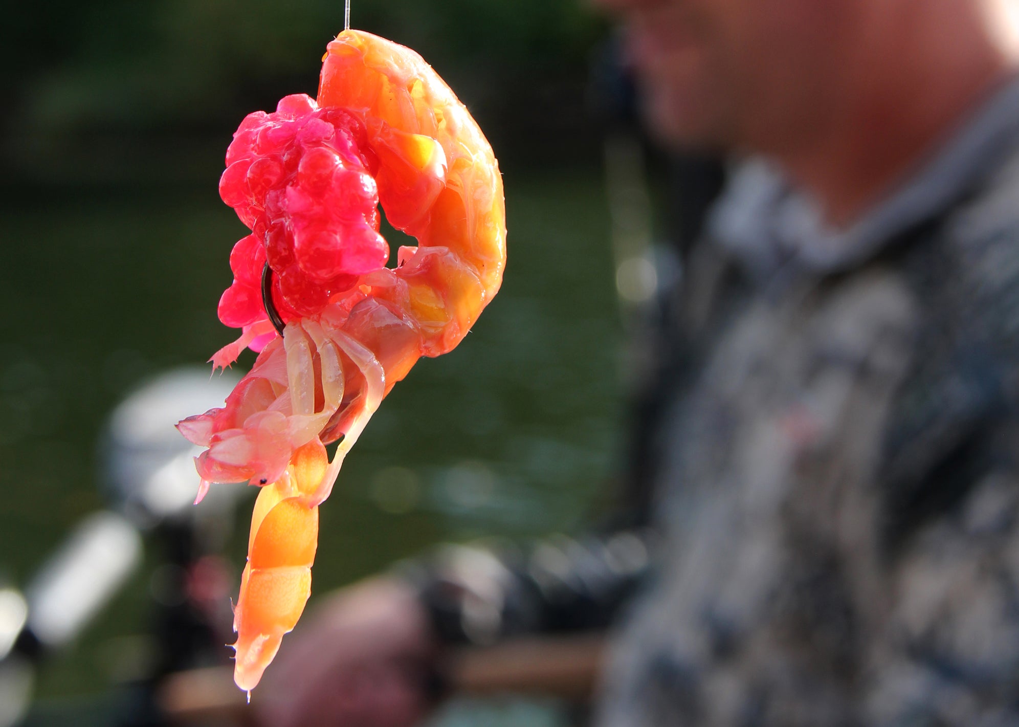 Plunking for salmon – Sand shrimp / eggs technique - Fish Whatcom