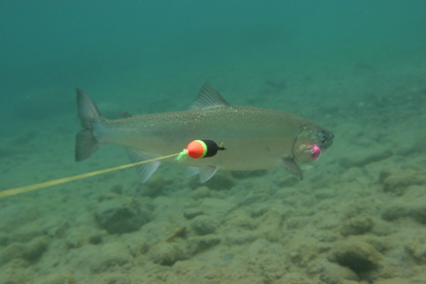 braided line trout fishing Phenix Ironfeather Fiber Elite Unleash your inner angler with the Phenix Ironfeather Fiber Elite Braided Line Line Management 101 by Scott