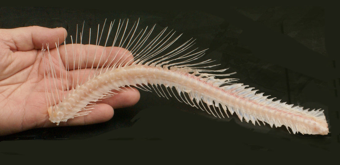 Deboning Trout & Steelhead - It's All About Salmonoid Anatomy by Larry Ellis