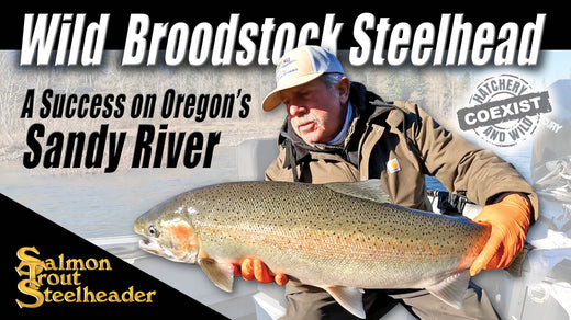 Wild Broodstock Steelhead: A Success on Oregon's Sandy River