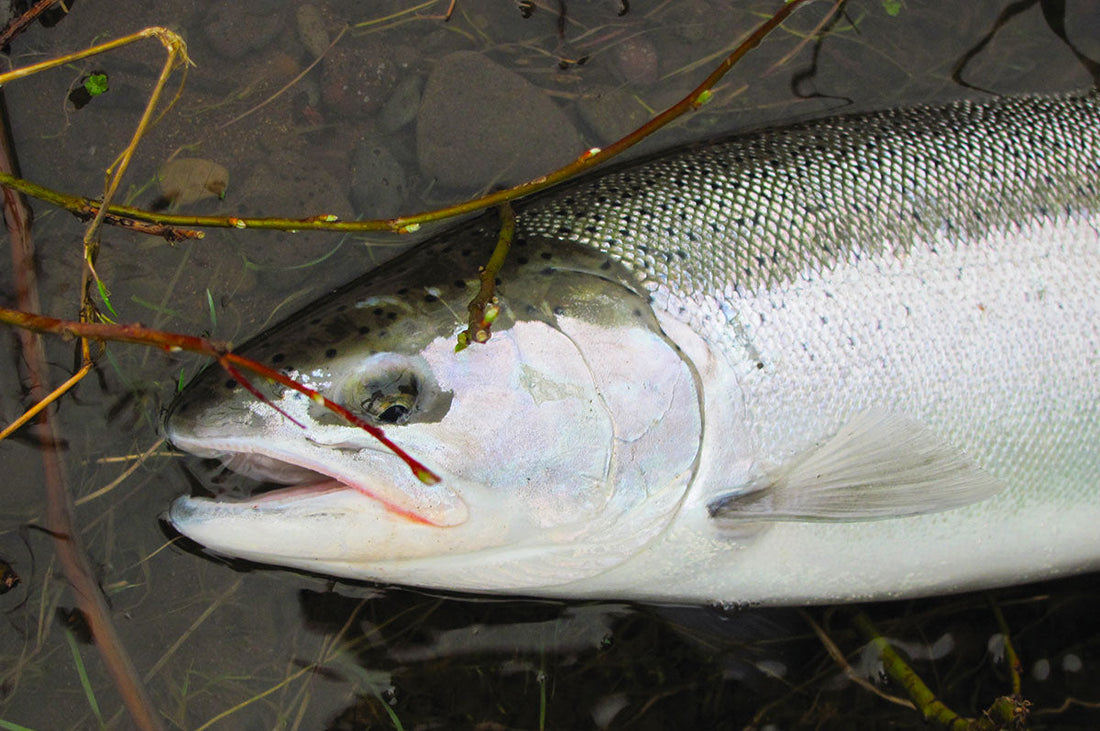 Cold Water Strategies - Chris Ellis