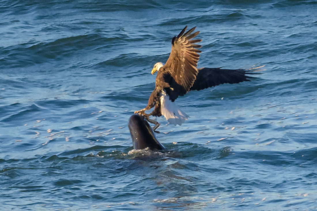 The Pacific Lamprey – Salmon’s Excellent Friend by Dave Vedder