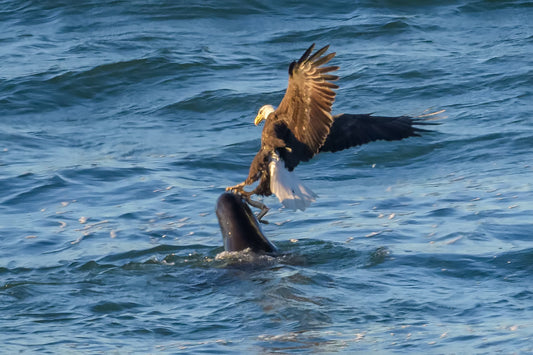 The Pacific Lamprey – Salmon’s Excellent Friend by Dave Vedder