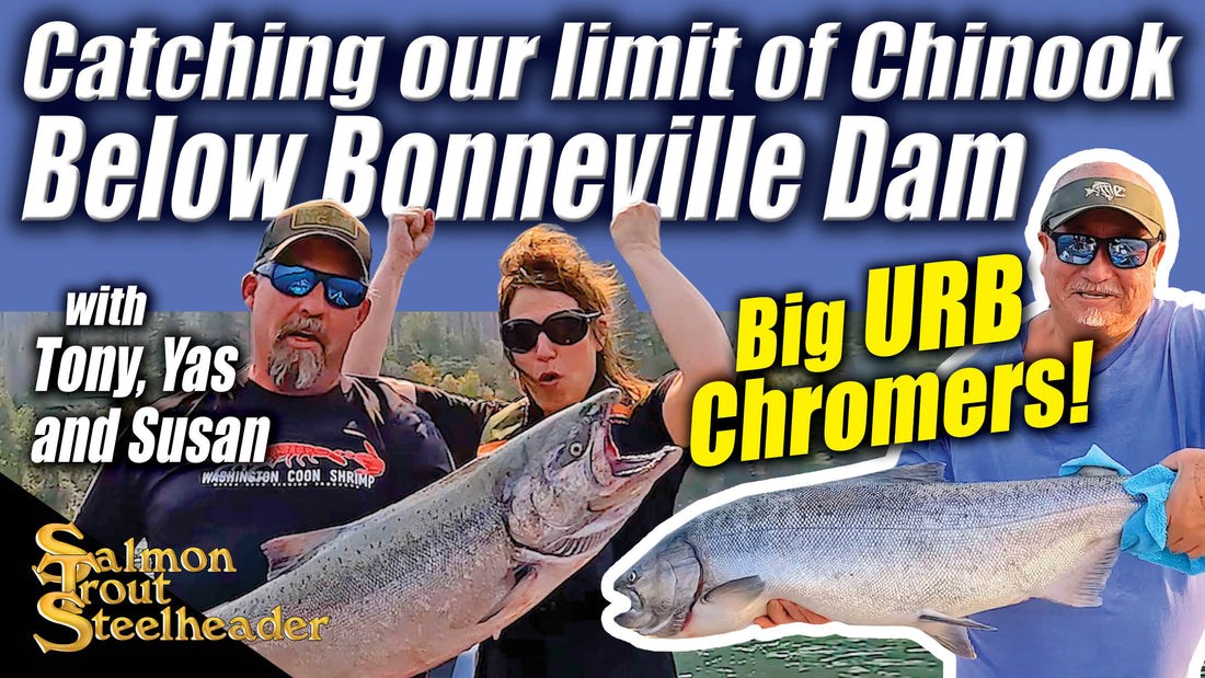 Catching our Limit of Chinook Below Bonneville Dam - Big URB Chromers!