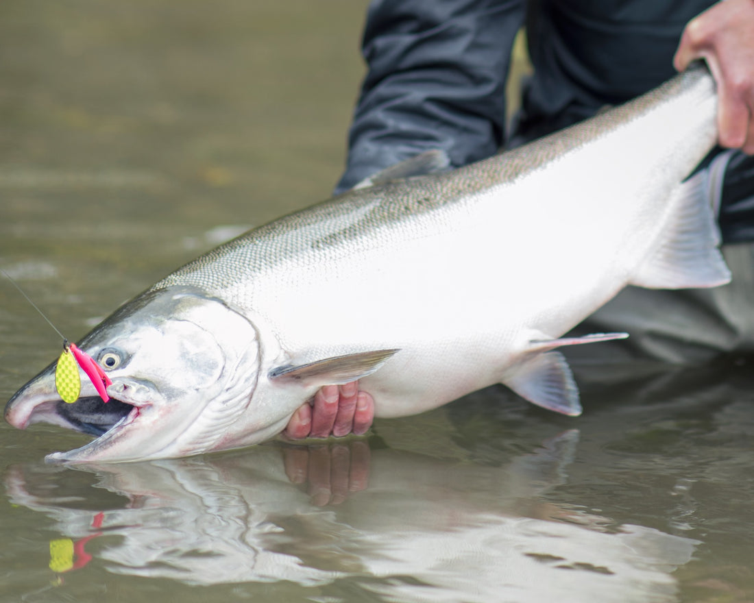Wicked Lures - Fishing Weightless Spinners for Salmon & Steelhead Salmon Trout Steelheader Wicked Lures - Fishing Weightless Spinners for Salmon & Steelhead Salmon Trout Steelheader