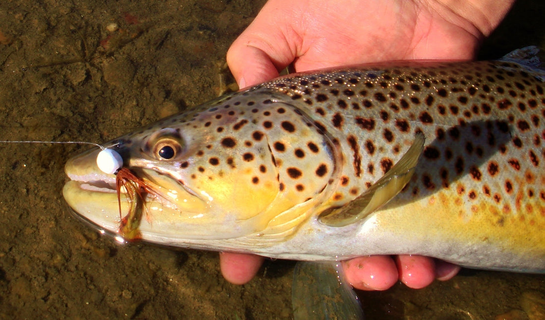 What Do Trout Eat?  The Ultimate Guide to Natural Baits for Trout Fishing